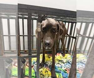 Great Dane-Unknown Mix Dogs for adoption in New York, NY, USA