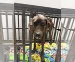 Small Great Dane Mix