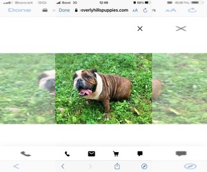 English Bulldog Puppy for sale in JACKSONVILLE, FL, USA