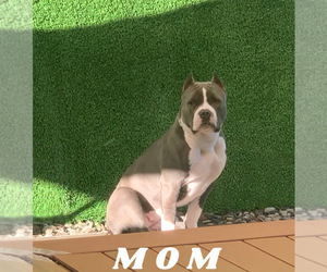 American Bully Puppy for sale in GRESHAM, OR, USA