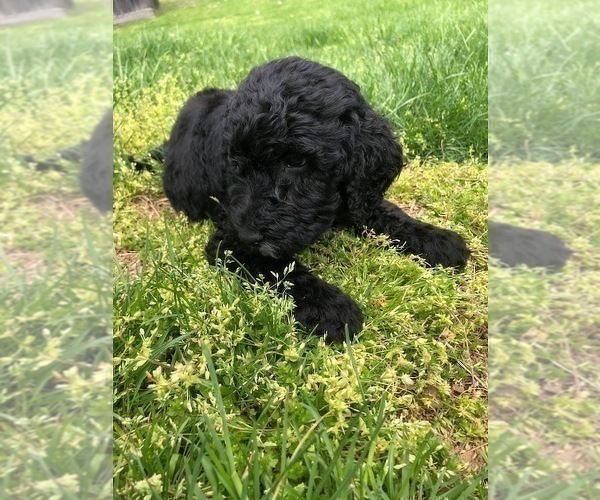 Medium Photo #3 Goldendoodle Puppy For Sale in TAYLORVILLE, IL, USA
