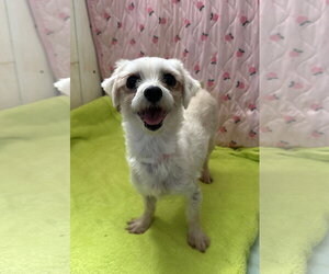 Maltese Dogs for adoption in Pacolet, SC, USA