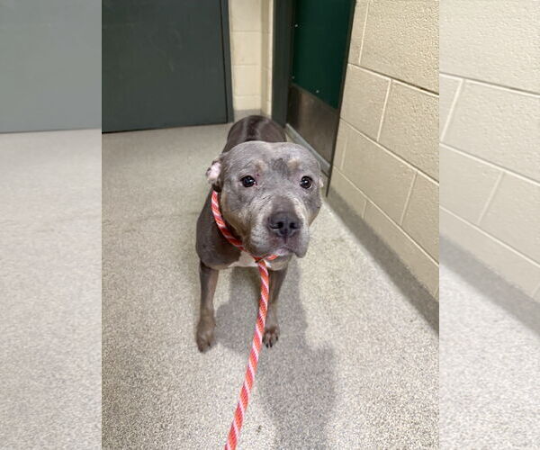 Medium Photo #5 American Staffordshire Terrier Puppy For Sale in Virginia Beach, VA, USA