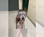 Small #4 American Staffordshire Terrier