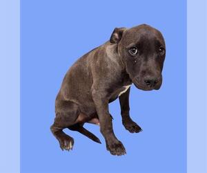 Mutt Dogs for adoption in Bakersfield, CA, USA