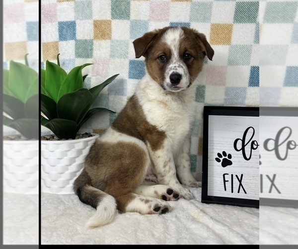 Medium Photo #4 Australian Cattle Dog Puppy For Sale in FRANKLIN, IN, USA