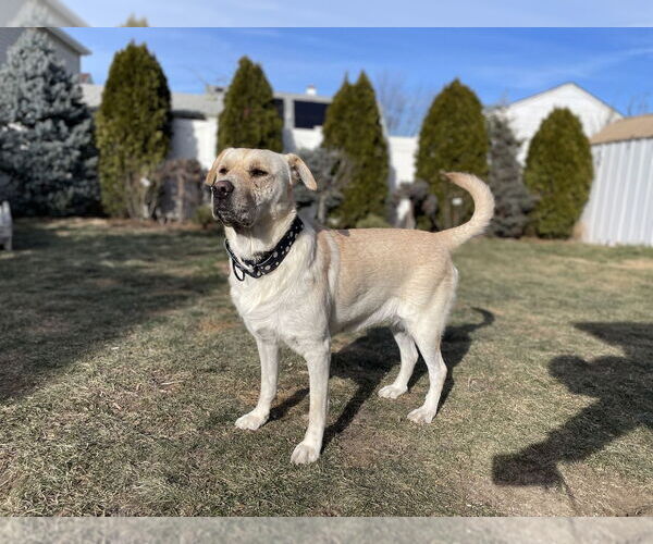 Medium Photo #5 Golden Labrador Puppy For Sale in Brewster, NY, USA