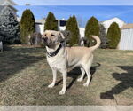 Small #4 Golden Labrador