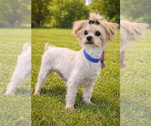 Maltese Dogs for adoption in Bon Carbo, CO, USA