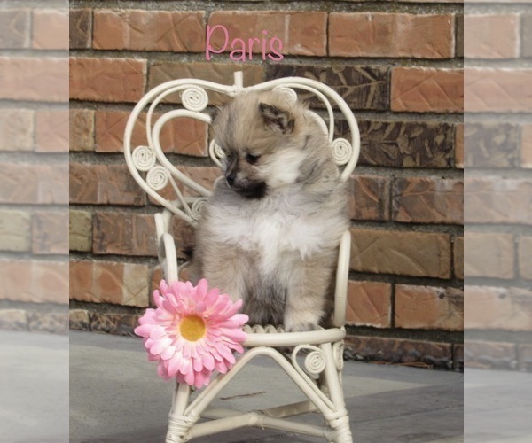 Medium Photo #8 Pomeranian Puppy For Sale in BLUFORD, IL, USA
