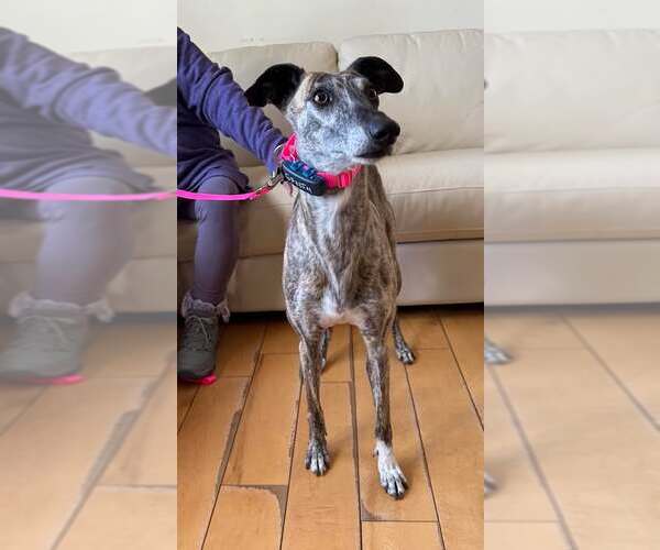 Medium Photo #4 Greyhound Puppy For Sale in Cherry Hill, NJ, USA