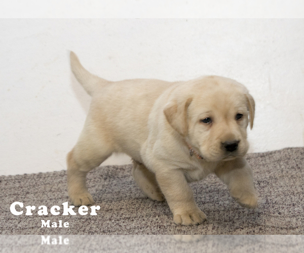 Medium Photo #4 Labrador Retriever Puppy For Sale in SCHELLSBURG, PA, USA