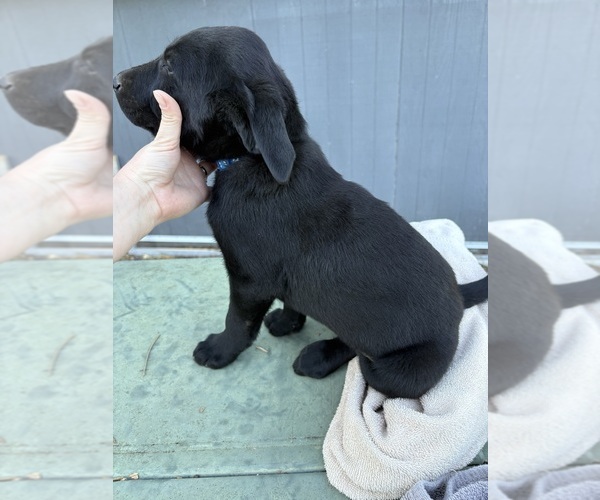 Medium Photo #10 Labrador Retriever Puppy For Sale in GRANITE FALLS, NC, USA