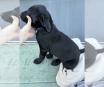 Small #9 Labrador Retriever