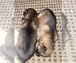 Small Photo #1 German Shepherd Dog Puppy For Sale in LIBERTY, NY, USA