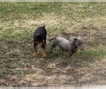 Small Photo #9 Doberman Pinscher-Unknown Mix Puppy For Sale in Buffalo, MN, USA