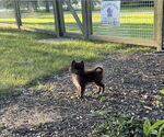 Small #3 Pomeranian