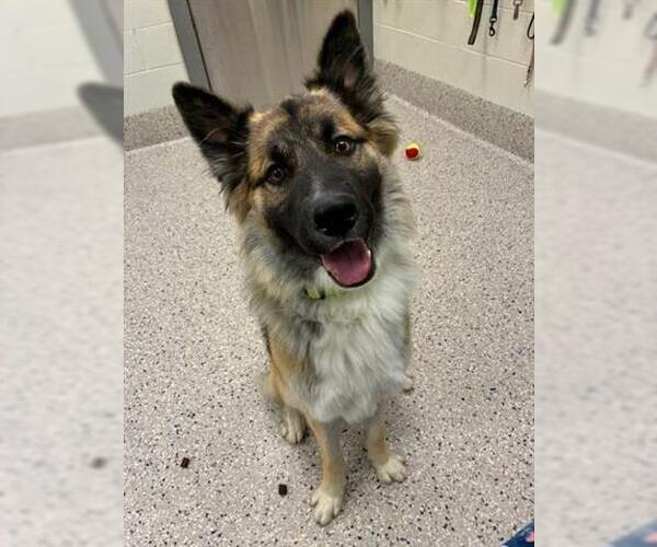 Medium Photo #1 German Shepherd Dog-Unknown Mix Puppy For Sale in Brighton, CO, USA