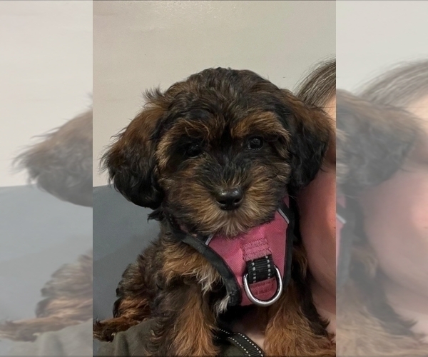 Medium Photo #6 Zuchon Puppy For Sale in NEW YORK MILLS, MN, USA