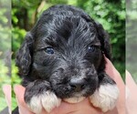 Small #2 F2 Aussiedoodle