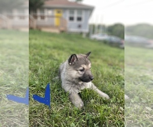 Alaskan Malamute-Belgian Malinois Mix Puppy for sale in KANSAS CITY, MO, USA