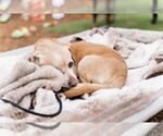 Small #3 Chihuahua Mix