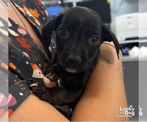 Labrador Retriever-Unknown Mix Dogs for adoption in Washington, DC, USA