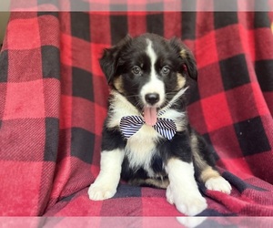 Miniature Australian Shepherd Puppy for sale in LAKELAND, FL, USA