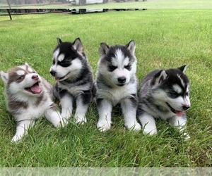 Siberian Husky Puppy for Sale in MAPLE VALLEY, Washington USA