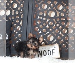 Small #2 Yorkshire Terrier