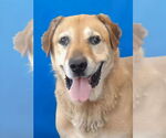 Small Labrador Retriever Mix