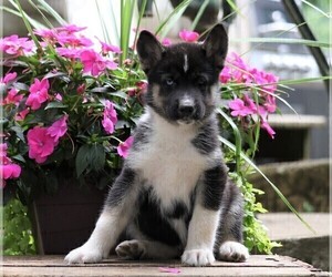 German Shepherd Dog-Siberian Husky Mix Puppy for sale in FREDERICKSBG, OH, USA