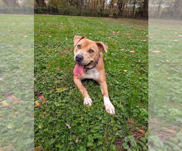 Medium Photo #1 American Pit Bull Terrier-American Staffordshire Terrier Mix Puppy For Sale in Shermans Dale, PA, USA