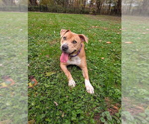 American Pit Bull Terrier-American Staffordshire Terrier Mix Dogs for adoption in Shermans Dale, PA, USA