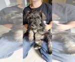 Puppy POGO Schnauzer (Miniature)