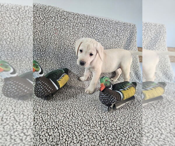Medium Photo #12 Labrador Retriever Puppy For Sale in GABLE, SC, USA