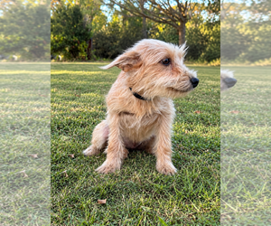Lena - Female Mutt Dog for Adoption - Photo #2