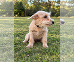 Small Photo #2 Mutt Puppy For Sale in PIPE CREEK, TX, USA
