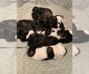Goldendoodle-Poodle (Standard) Mix Puppy for sale in HOPKINSVILLE, KY, USA