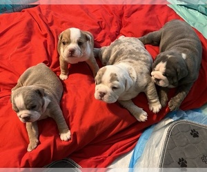 Bulldog Litter for sale in COLUMBIA, SC, USA