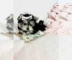 Small #3 Morkie