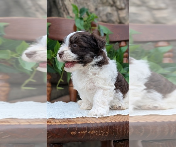 Medium Photo #62 Havanese Puppy For Sale in GOSHEN, IN, USA