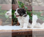 Small Photo #62 Havanese Puppy For Sale in GOSHEN, IN, USA