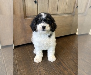 Bernedoodle (Miniature) Puppy for sale in FRANKLIN, IN, USA