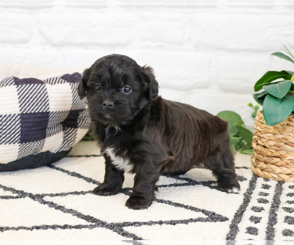 Medium Photo #3 Shih-Poo Puppy For Sale in SYRACUSE, IN, USA
