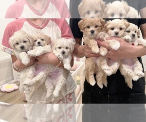 Maltipoo Puppy for Sale in SPARTANBURG, South Carolina USA