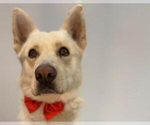 German Shepherd Dog-Unknown Mix Dogs for adoption in Santa Rosa, CA, USA