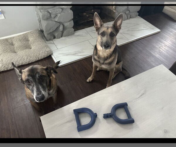 Medium Photo #2 Mutt Puppy For Sale in Stevens Point, WI, USA