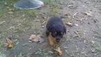 Small Photo #7 Rottweiler Puppy For Sale in ADEL, IN, USA