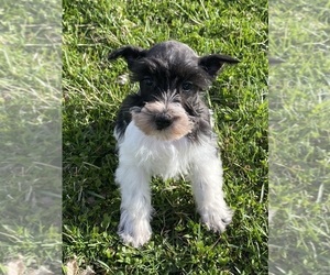 Schnauzer (Miniature) Puppy for sale in CANOGA, NY, USA